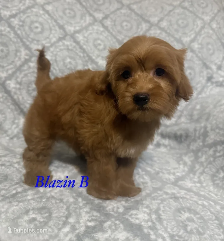 Red – Maltipoo, Poodle - Toy  puppy for sale in Jacksonville, TX