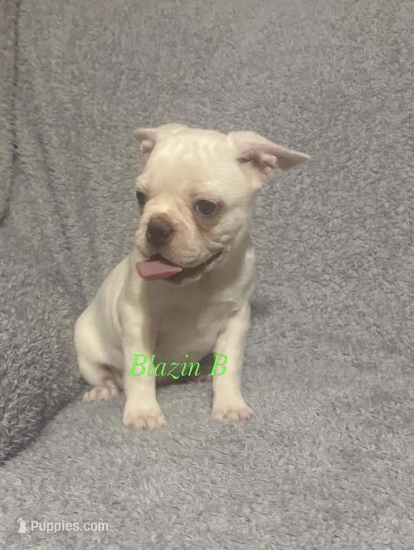 Pixie – Boston Terrier, French Bulldog puppy for sale in Jacksonville, TX