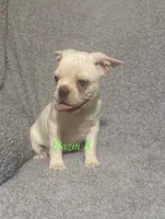 Pixie, a female Boston Terrier and French Bulldog for sale in Jacksonville, TX – 1 of 6