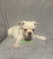 Pixie, a female Boston Terrier and French Bulldog for sale in Jacksonville, TX – 5 of 6