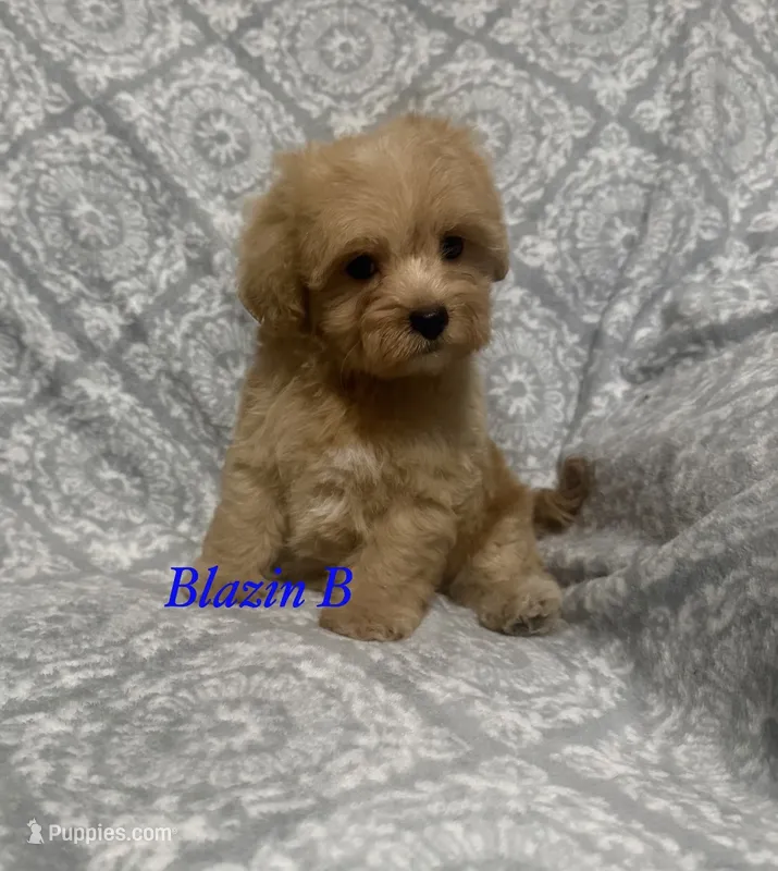 Yeti – Maltipoo, Poodle - Toy  puppy for sale in Jacksonville, TX
