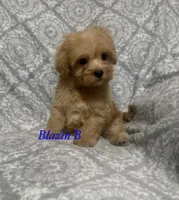 Yeti, a male Maltipoo and Poodle - Toy  for sale in Jacksonville, TX – 3 of 3