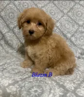 Tex, a male Maltipoo and Poodle - Toy  for sale in Jacksonville, TX – 2 of 3