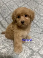 Tex, a male Maltipoo and Poodle - Toy  for sale in Jacksonville, TX – 1 of 3