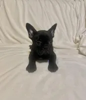 Shadow, a female Boston Terrier and Frenchton for sale in Jacksonville, TX – 2 of 3
