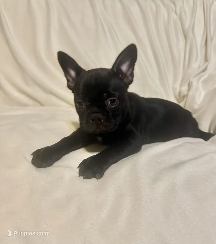 Shadow – Boston Terrier, Frenchton puppy for sale in Jacksonville, TX