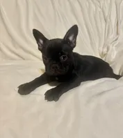 Shadow, a female Boston Terrier and Frenchton for sale in Jacksonville, TX – 1 of 3