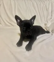 Shadow, a female Boston Terrier and Frenchton for sale in Jacksonville, TX – 3 of 3