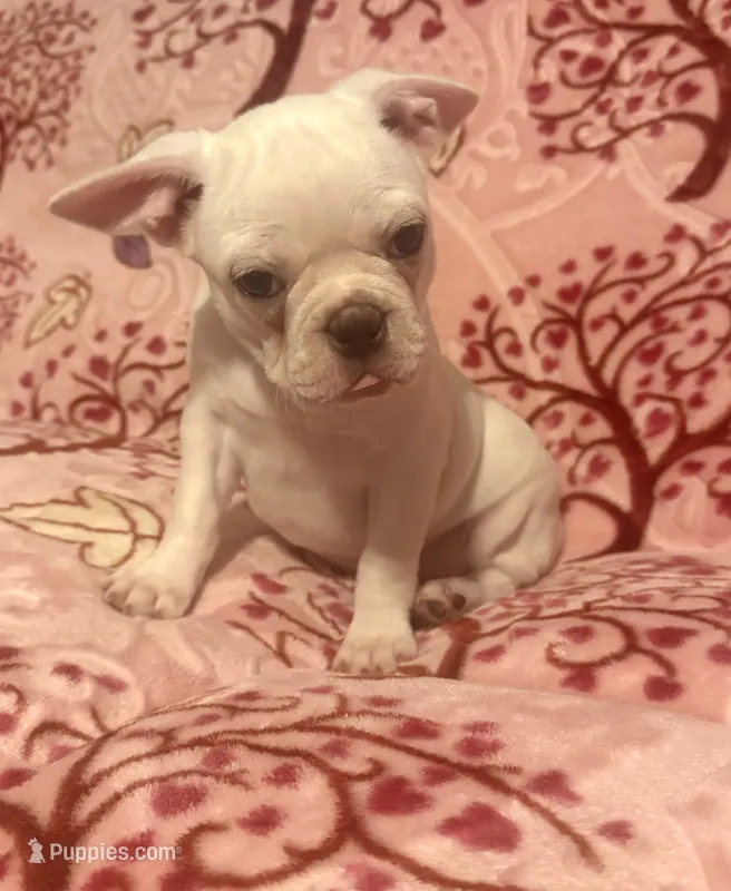 Pixie – Boston Terrier, French Bulldog puppy for sale in Jacksonville, TX