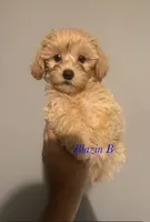 Simba, a male Maltipoo and Poodle - Toy  for sale in Jacksonville, TX – 1 of 2