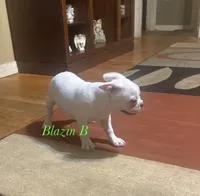 Pixie, a female Boston Terrier and French Bulldog for sale in Jacksonville, TX – 4 of 6