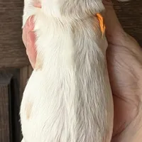 Jadis, a female Cocker Spaniel for sale in Columbia, SC – Photo 4 of 8