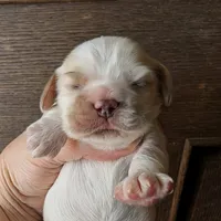 Jadis, a female Cocker Spaniel for sale in Columbia, SC – Photo 6 of 8