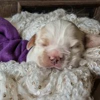 Jadis, a female Cocker Spaniel for sale in Columbia, SC – Photo 5 of 8