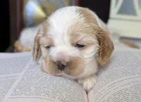 processed/10a7af0d-b79f-4280-98a6-a5611b0f906c/listing/16f11016-3f5a-4843-8817-52a3a3834927/7e8d268f-ef2b-42bd-83a6-f1a925881a38