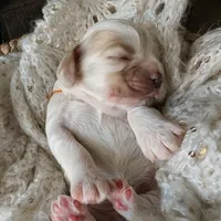 Jadis, a female Cocker Spaniel for sale in Columbia, SC – Photo 3 of 8