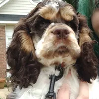 Jadis, a female Cocker Spaniel for sale in Columbia, SC – Photo 7 of 8