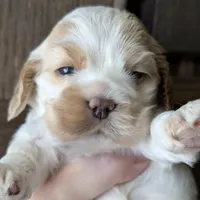Jadis, a female Cocker Spaniel for sale in Columbia, SC – Photo 1 of 8