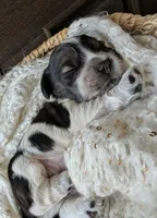 processed/10a7af0d-b79f-4280-98a6-a5611b0f906c/listing/873c6b5e-6af9-45b4-920e-e7c900edae6e/b2c1bf5f-ac89-4636-9268-0d1f3b725fb7