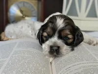 processed/10a7af0d-b79f-4280-98a6-a5611b0f906c/listing/873c6b5e-6af9-45b4-920e-e7c900edae6e/d2e8dc8e-a97e-40f3-b963-c576aa2dd450