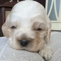 Aslan, a male Cocker Spaniel for sale in Columbia, SC – Photo 5 of 9