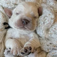 Aslan, a male Cocker Spaniel for sale in Columbia, SC – Photo 3 of 9