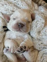 processed/10a7af0d-b79f-4280-98a6-a5611b0f906c/listing/e70e6237-0563-42f6-b346-88b76e0a5f9f/09a026ce-86b7-46f4-8d53-7ed893b0e94c