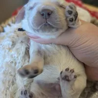 Aslan, a male Cocker Spaniel for sale in Columbia, SC – Photo 6 of 9