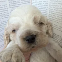 Aslan, a male Cocker Spaniel for sale in Columbia, SC – Photo 2 of 9