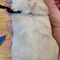 Aslan, a male Cocker Spaniel for sale in Columbia, SC – Photo 7 of 9