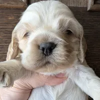 Aslan, a male Cocker Spaniel for sale in Columbia, SC – Photo 1 of 9