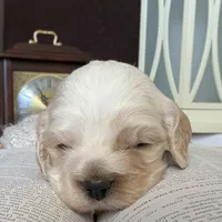 Aslan, a male Cocker Spaniel for sale in Columbia, SC – Photo 4 of 9