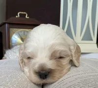 processed/10a7af0d-b79f-4280-98a6-a5611b0f906c/listing/e70e6237-0563-42f6-b346-88b76e0a5f9f/e0b2c4c6-f9d3-402b-bbd8-cac4e989ef39