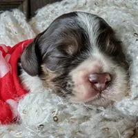 Mr. Tumnus, a male Cocker Spaniel for sale in Columbia, SC – Photo 4 of 9