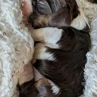 Mr. Tumnus, a male Cocker Spaniel for sale in Columbia, SC – Photo 7 of 9