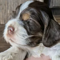 Mr. Tumnus, a male Cocker Spaniel for sale in Columbia, SC – Photo 3 of 9