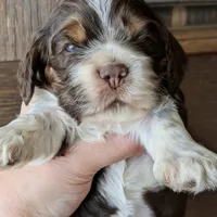Mr. Tumnus, a male Cocker Spaniel for sale in Columbia, SC – Photo 1 of 9