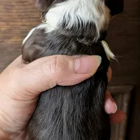 Mr. Tumnus, a male Cocker Spaniel for sale in Columbia, SC – Photo 6 of 9