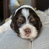 Mr. Tumnus, a male Cocker Spaniel for sale in Columbia, SC – Photo 2 of 9