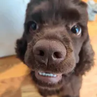 Tyrion, a male Cocker Spaniel for sale in Columbia, SC – Photo 7 of 9