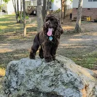Tyrion, a male Cocker Spaniel for sale in Columbia, SC – Photo 5 of 9