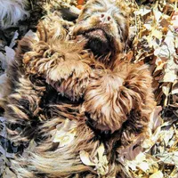 Tyrion, a male Cocker Spaniel for sale in Columbia, SC – Photo 2 of 9