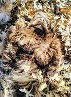 processed/10a7af0d-b79f-4280-98a6-a5611b0f906c/listing/feaab147-e6bb-4594-8b18-6804db2a1890/6d8e69e3-4932-4d27-8b13-39a2ea6c39b7