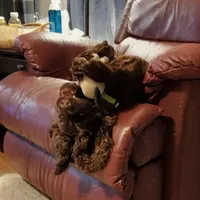 Tyrion, a male Cocker Spaniel for sale in Columbia, SC – Photo 4 of 9