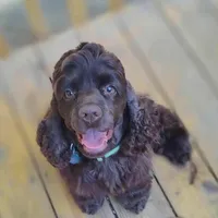 Tyrion, a male Cocker Spaniel for sale in Columbia, SC – Photo 3 of 9
