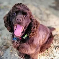 Tyrion, a male Cocker Spaniel for sale in Columbia, SC – Photo 1 of 9
