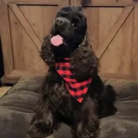 Tyrion, a male Cocker Spaniel for sale in Columbia, SC – Photo 9 of 9