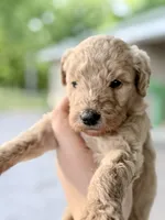Hank, a male Goldendoodle for sale in Ava, MO – 1 of 1