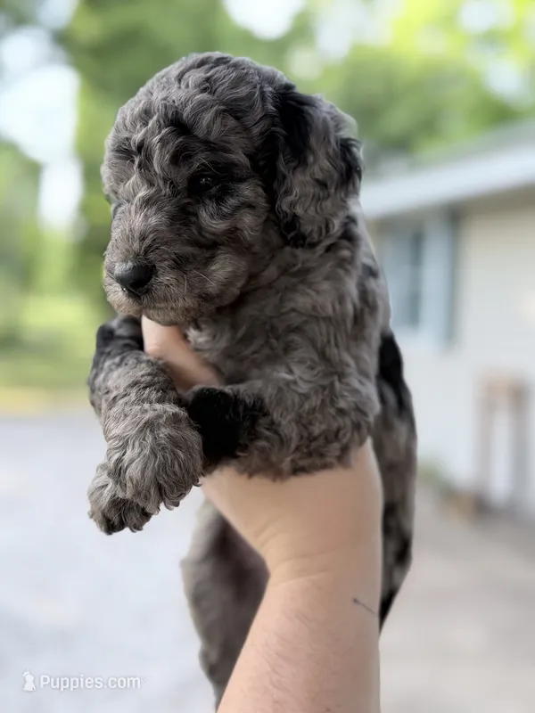 Scout – Goldendoodle puppy for sale in Ava, MO