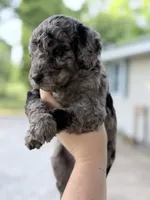 Scout, a male Goldendoodle for sale in Ava, MO – 1 of 2